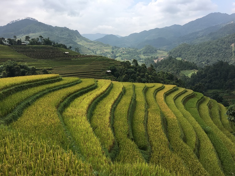 Rice terraces in Mu Cang Chai